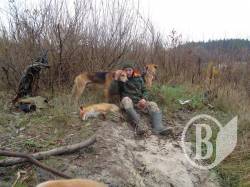 Елітні мисливці вбили чужого собаку  і вкрали GPS-ошийник  на Чернігівщині - фото